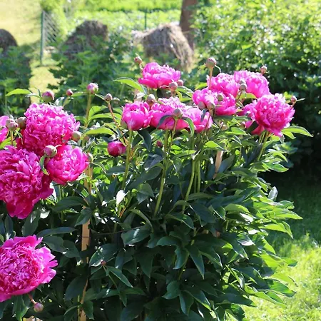 Apart Brigitta * Sankt Leonhard im Pitztal